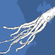 Illustration for article titled Architeuthis on Ice: Discovering The Giant Squid